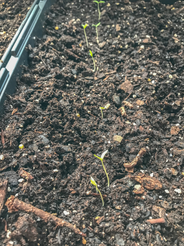 Seedlings!